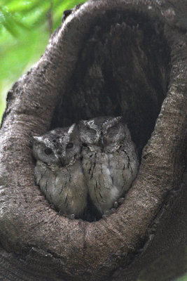 Indian Scops-owl pair 02