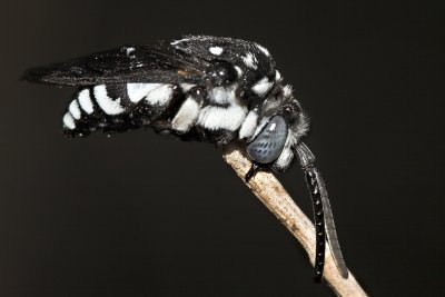 Cuckoo bee  (Thyreus)