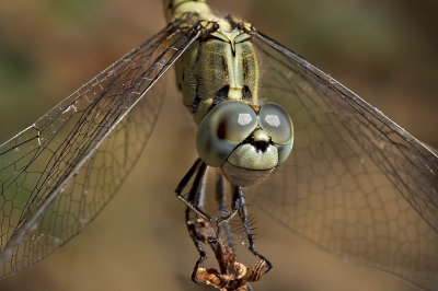 Dragon Fly