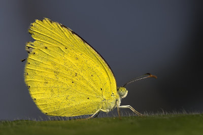 Grass yellow butterfly