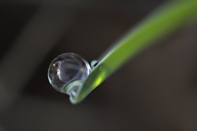 Dew drops - a big and a small