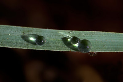 Dew drops on a grass blade