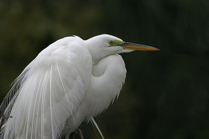 Great Egret