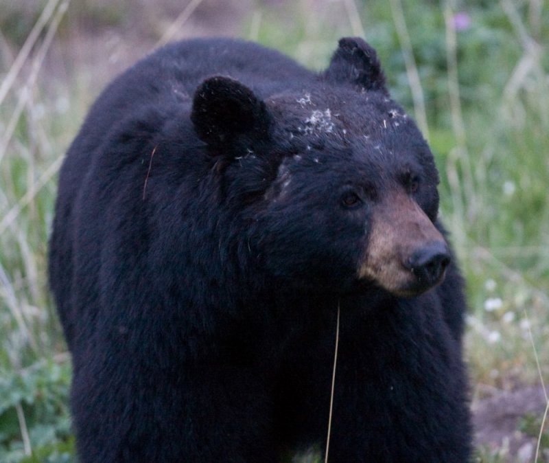 Black Bear at 6400 ISO YELS0389.jpg