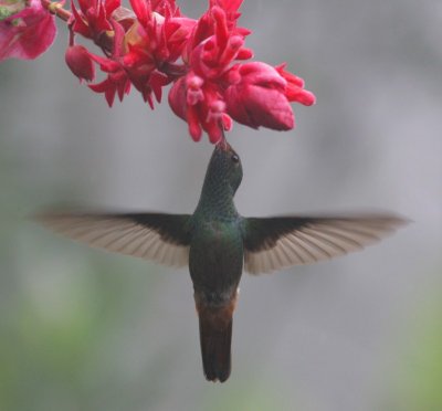 Hummingbird 2