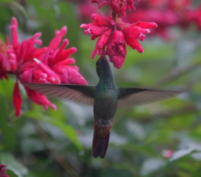 Hummingbird 3