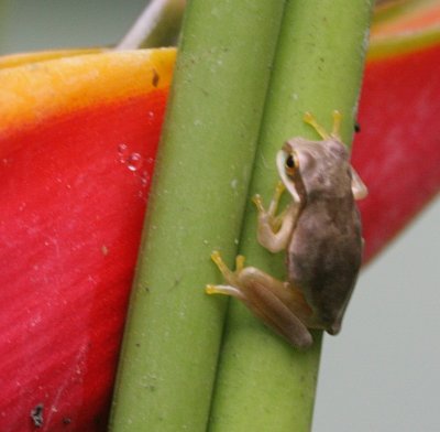 Poison Arrow frog 4