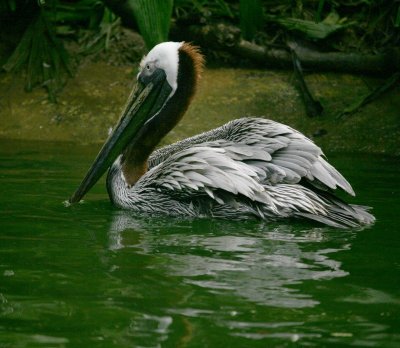 Brown Pelican