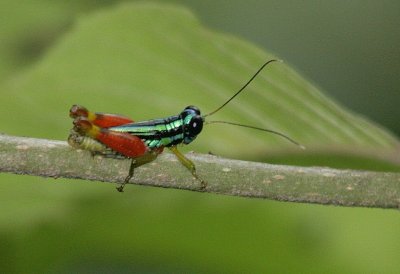 Rainbow cricket