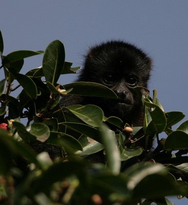 Baby Howler Monkey