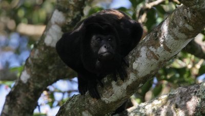 Howler Monkey