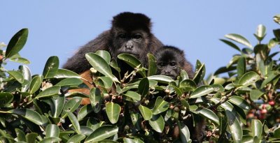 Baby Howler Monkey