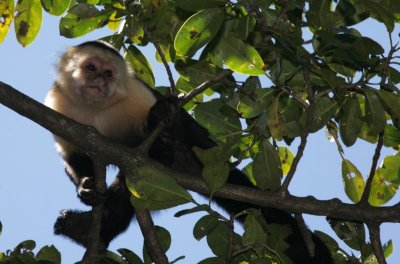 White faced capucin