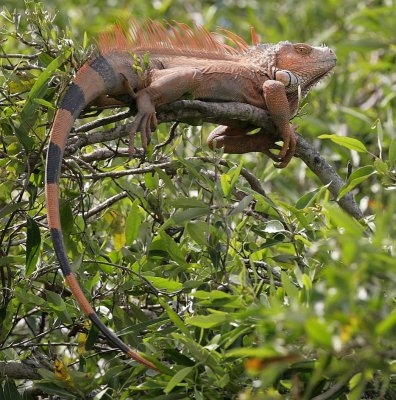 Orange Iguana