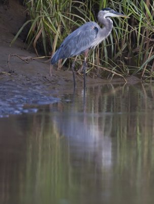 Great Blue Heron