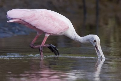 Spoonbill