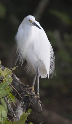 Egret