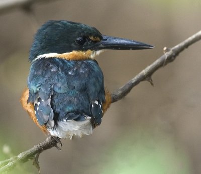 American Pigmee Kingfisher