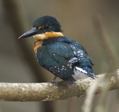 American pigmee kingfisher