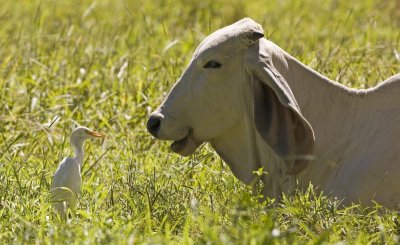 Inter species chat