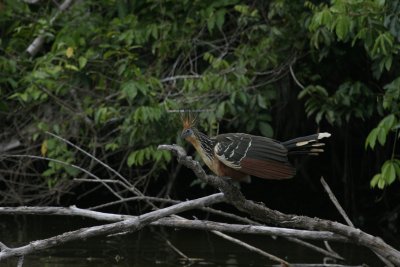 Hoatzin (stink bird) (Peru)