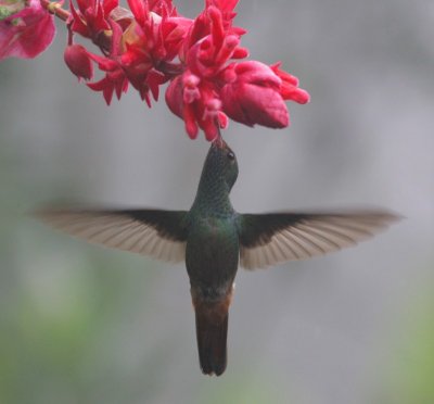 Rufous-tailed Hummingbird.jpg