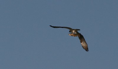 Osprey with trout.jpg