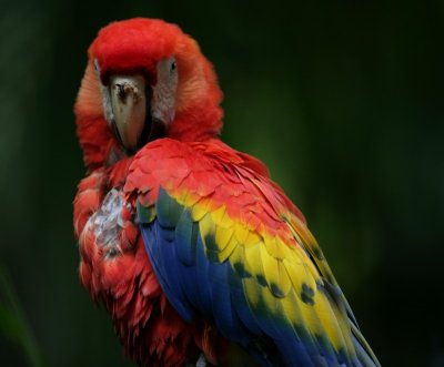 Scarlet Macaw