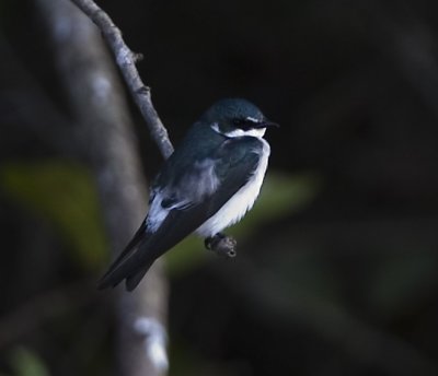 Mangrove Swallow (I Think)