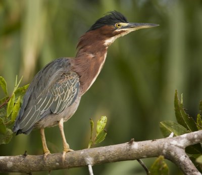 Green heron