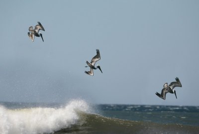 Brown Pelicans diving