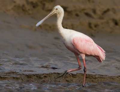 Roseate Spoonbill lifting leg