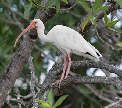 White Ibis