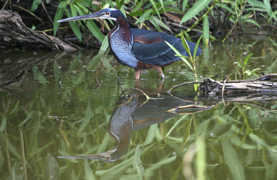 Agami Heron