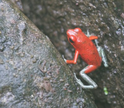 Reptiles and Amphibians