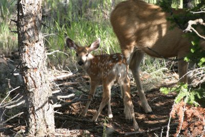 Baby mule deer and mom.jpg