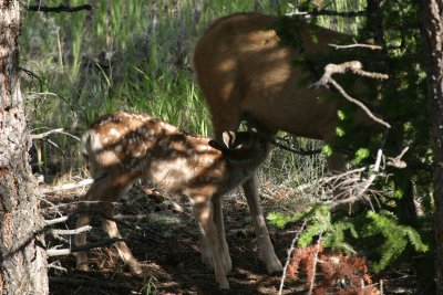 Baby mule deer feeding.jpg