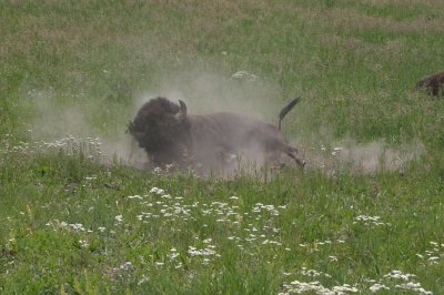 Bison taking dust bath.jpg