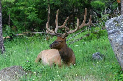 Elk buck lying down.jpg