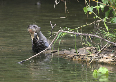 Giant otter eating fish.jpg
