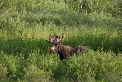 Moose.jpg