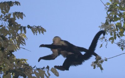 Mother and baby White faced Capucin Monkeys jumping.jpg