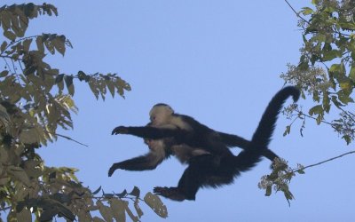 Monkey Pictures taken in Costa Rica