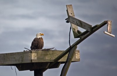 Eagle on platform