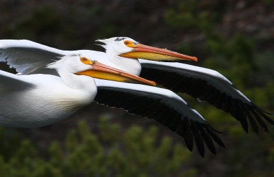 2 pelicans in flight-crop