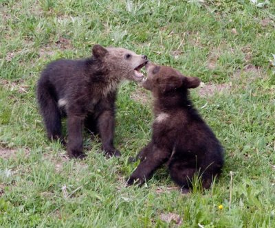 2 cubs playing YELS2220.jpg
