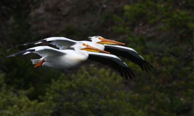 2 pelicans in flight YELS1808.jpg