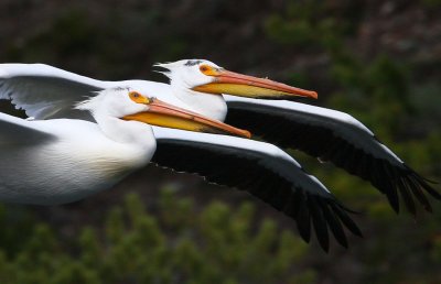 2 pelicans in flight-crop YELS1808.jpg