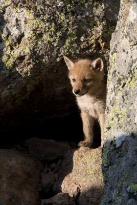 Coyote pup YELS7103-ps.jpg