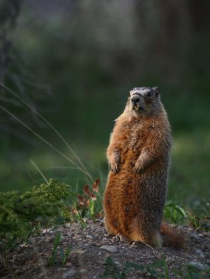 Marmott IMG_1327.jpg